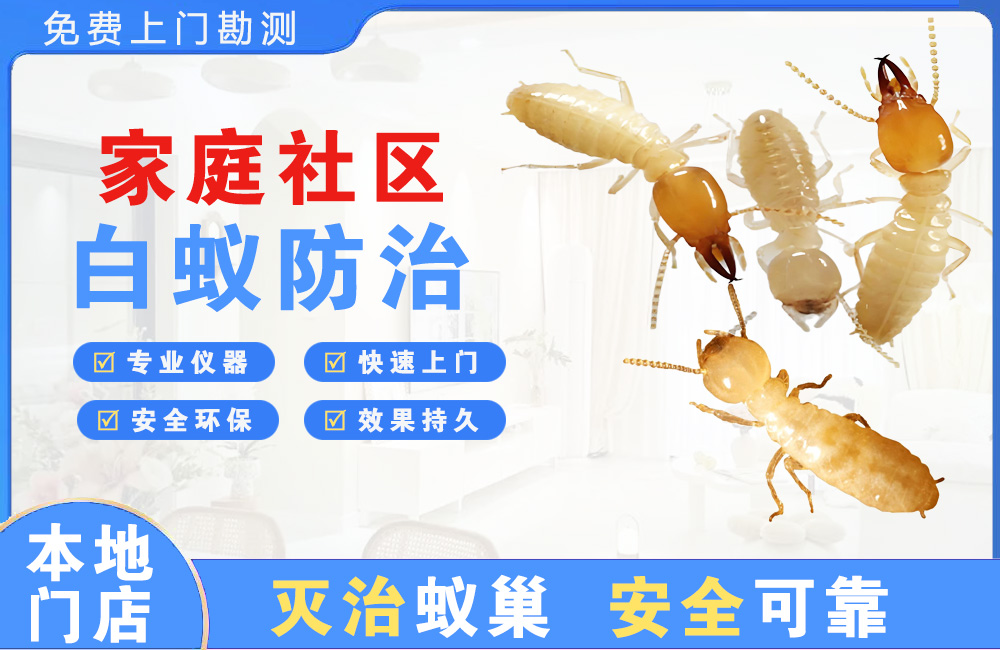 舟山家庭社区白蚁防治