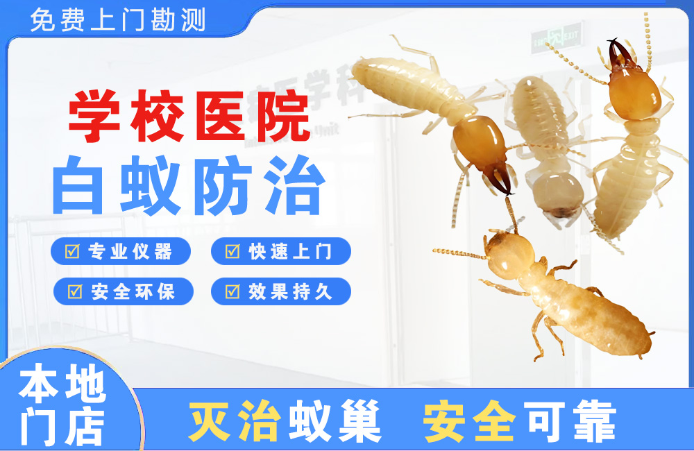 舟山学校医院白蚁防治