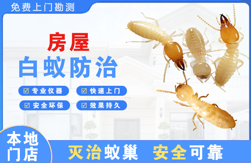 舟山房屋白蚁防治